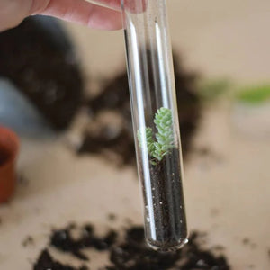 Terrarium Pencils Set