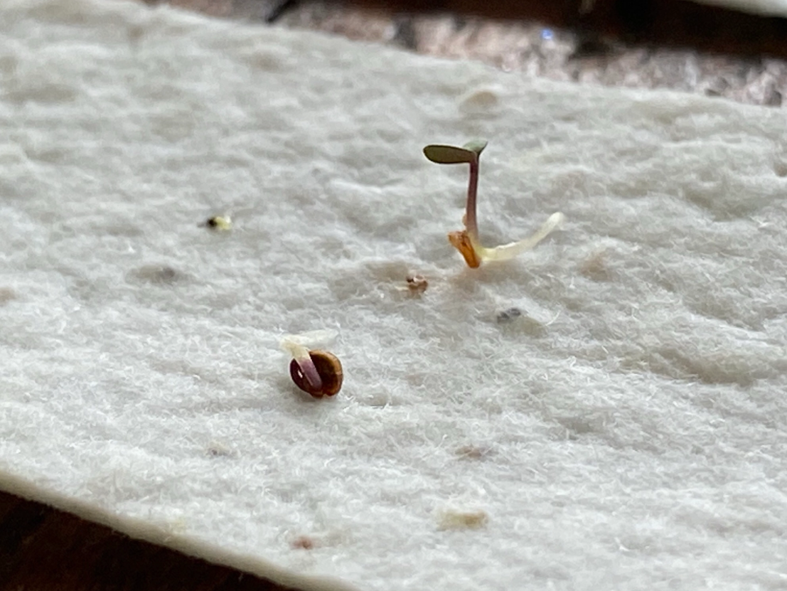 Blue Wreath Happy Mother's Day! Plantable Card