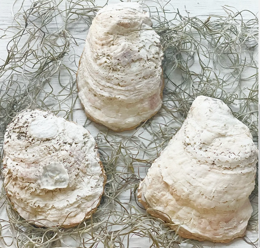 Pink Hearts Oyster Shell Trinket Dish