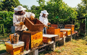 Honey Sweetened Caramels
