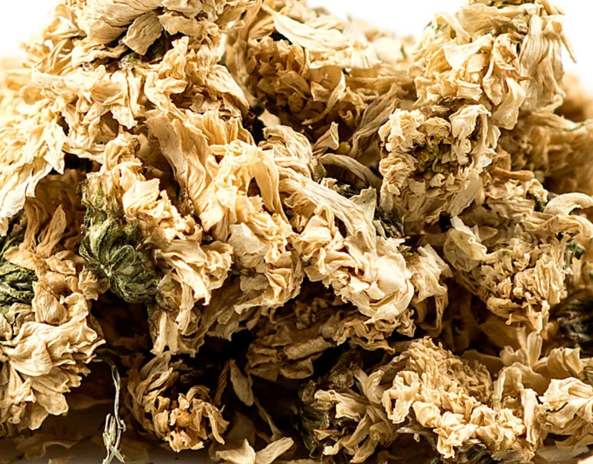 Herb Chrysanthemum Flowers