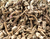 Herb Echinacea Root