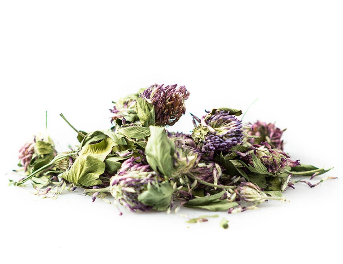Herb Red Clover