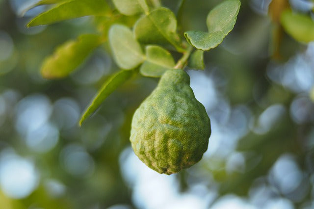 Bergamot FCF Essential Oil