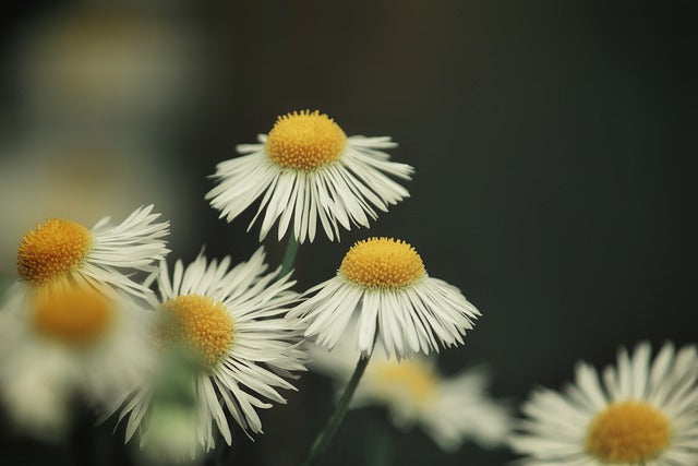 Roman Chamomile (Chamaemelum nobile) Essential Oil