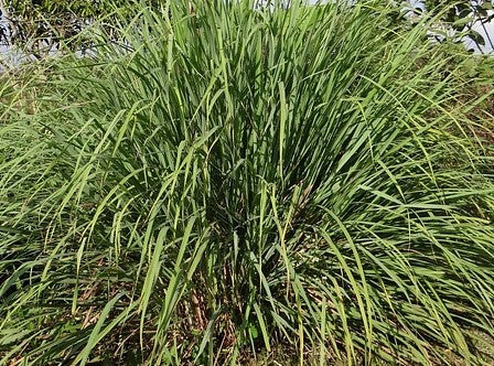 Palmarosa (Cymbopogon martinii) Essential Oil