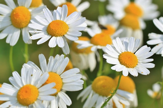 German Chamomile (Matricaria recutita) Essential Oil 15ml