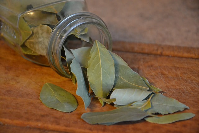 Bay Laurel (Laurus nobilis) Essential Oil 15ml