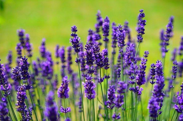 Lavender Essential Oil