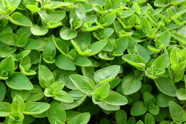Marjoram (Origanium majorana) 100% pure Marjoram Essential Oil.  15ml