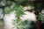 White Pine (Pinus strobus)  100% pure White Pine Essential Oil.  15ml
